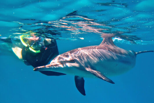 Snorkeling at Island Coronado 1-4 persons