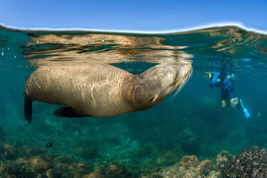 Swim with Sea Lions for 1-4 persons